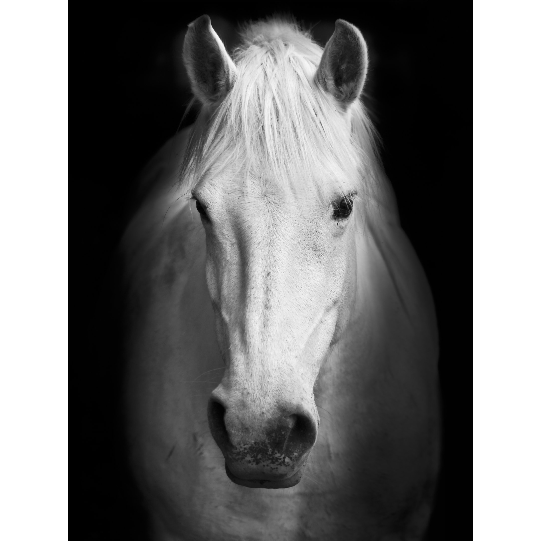 white horses face