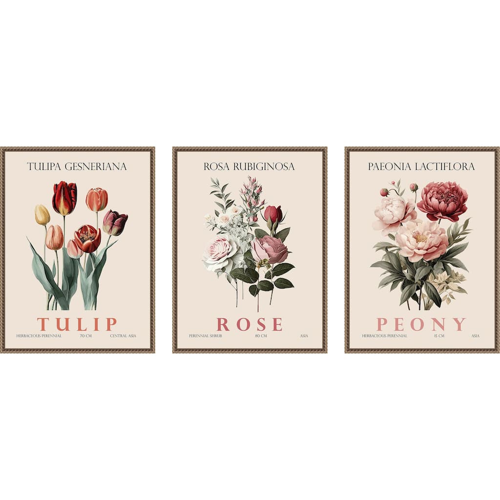 Amanti Art Vintage Rose Peony and Tulip 3 Piece by Christopher Giampietro Framed Canvas Wall Art