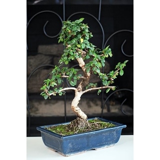 Shop 9greenbox 10 Fukien Tea Indoor Bonsai Tree With Ceramic Vase Overstock 17936169