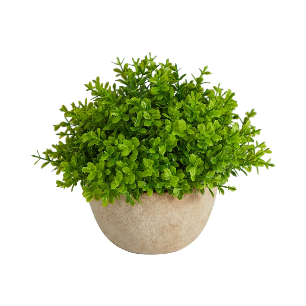 5" Boxwood Artificial Plant in Decorative Planter