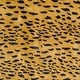 preview thumbnail 27 of 26, SAFAVIEH Handmade Soho Yamina Leopard N.Z. Wool Rug