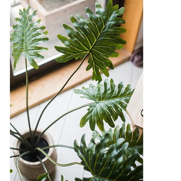 succulents rare Rare Live Cactus - Eulychnia Castanea Spiralis