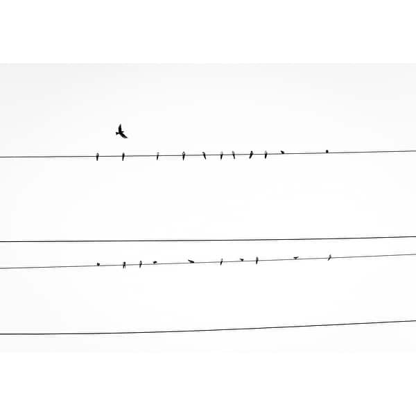 Shop Black And White Bird Birds On A Wire Photograph Art Print