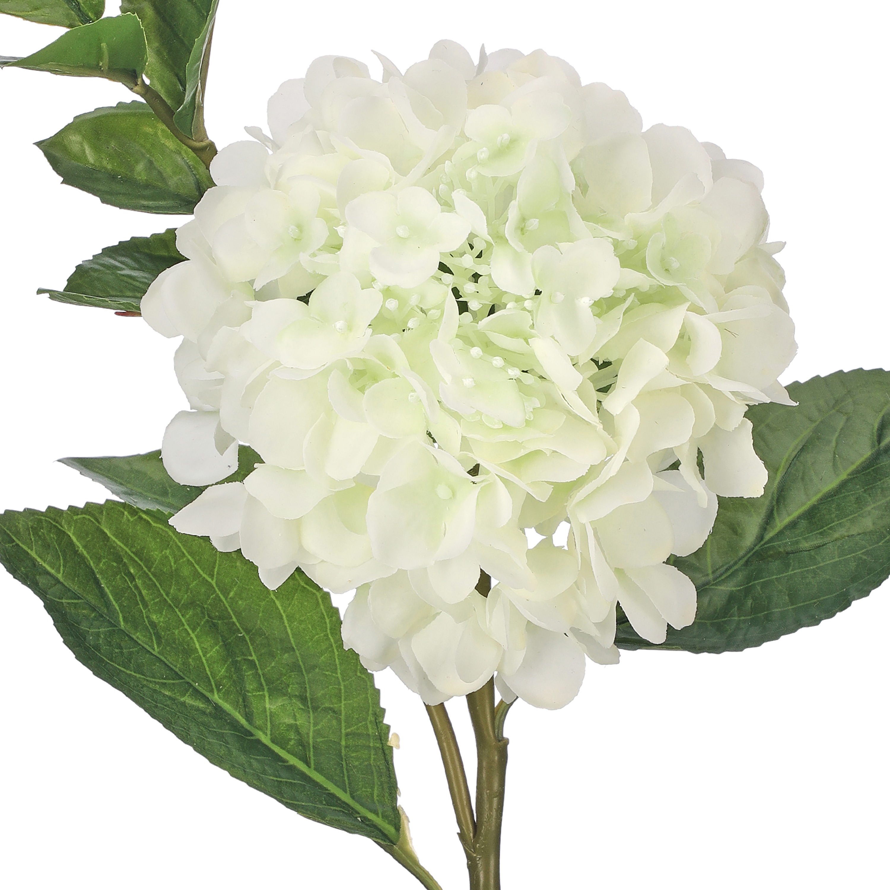 Just-Cut-New-Growth-Hydrangea-