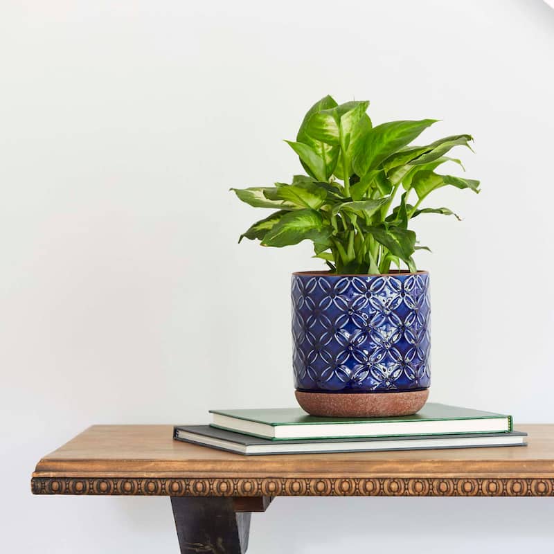Southern Patio Griffy Blue Ceramic 5.9-inch Planter