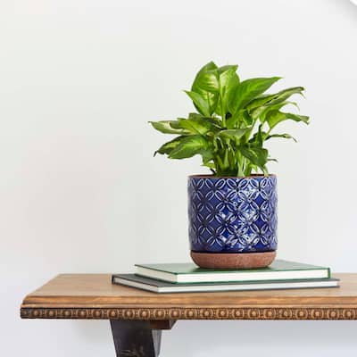 Southern Patio Griffy Blue Ceramic 5.9-inch Planter