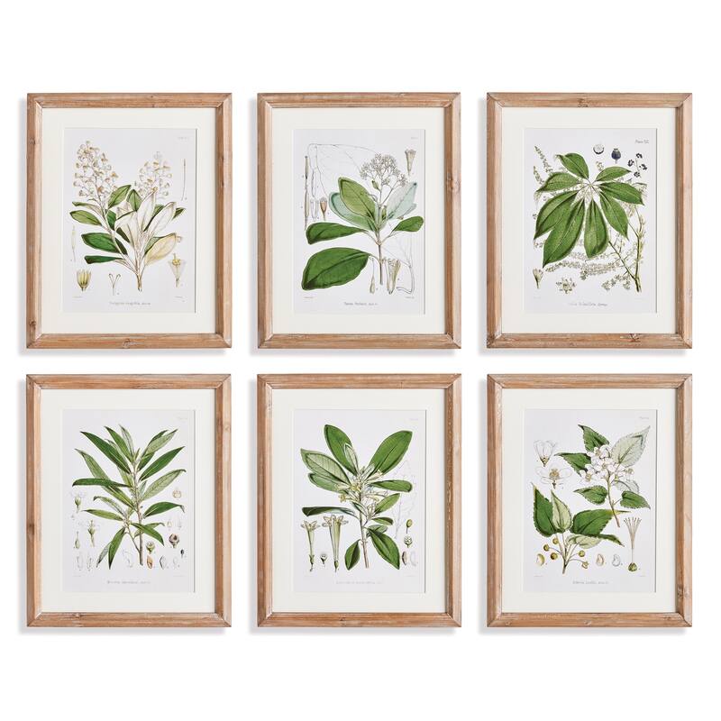 Classic Flower And Leaf Study - 6 Piece Set