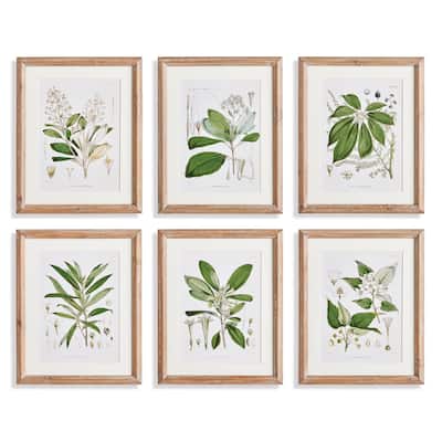 Classic Flower And Leaf Study