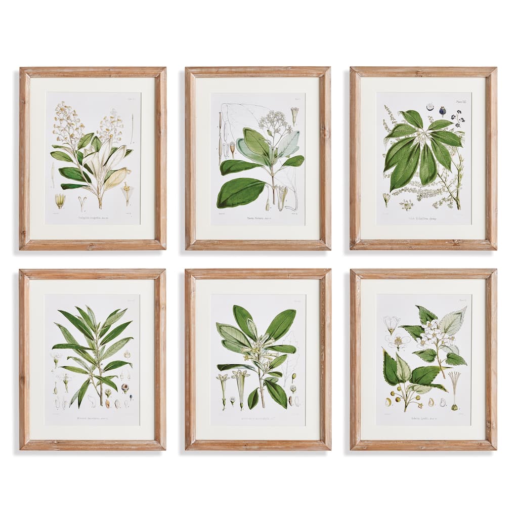 Classic Flower And Leaf Study