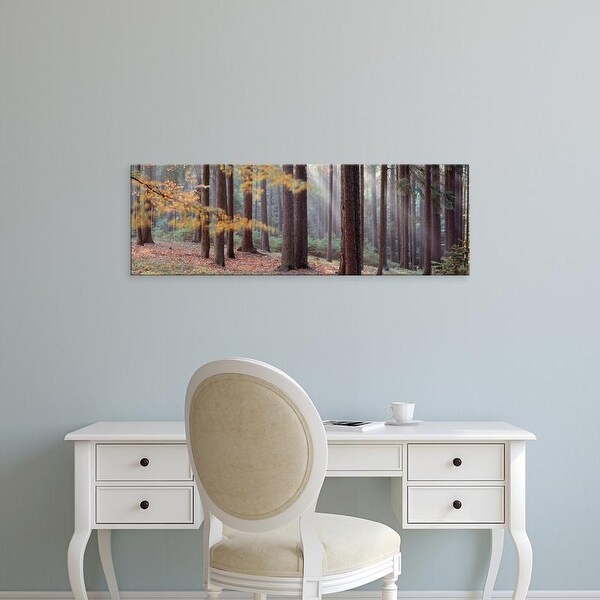 Easy Art Prints Panoramic Images's 'Trees in a forest, South Bohemia, Czech Republic' Premium Canvas Art