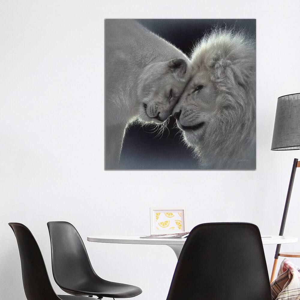 iCanvas "White Lion Love, Square" by Collin Bogle Canvas Print