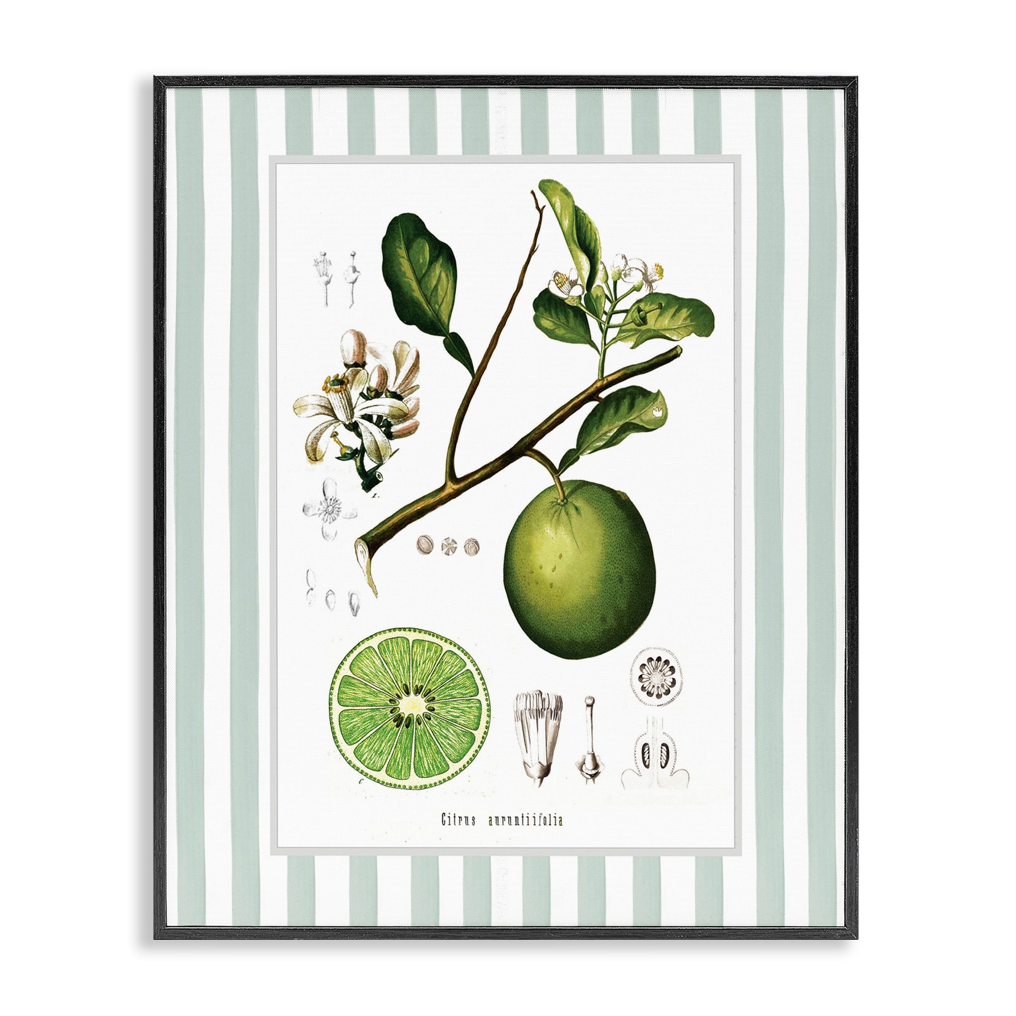 Stupell Vintage Lime Green Stripes Framed Giclee Art Design By Lettered and Lined