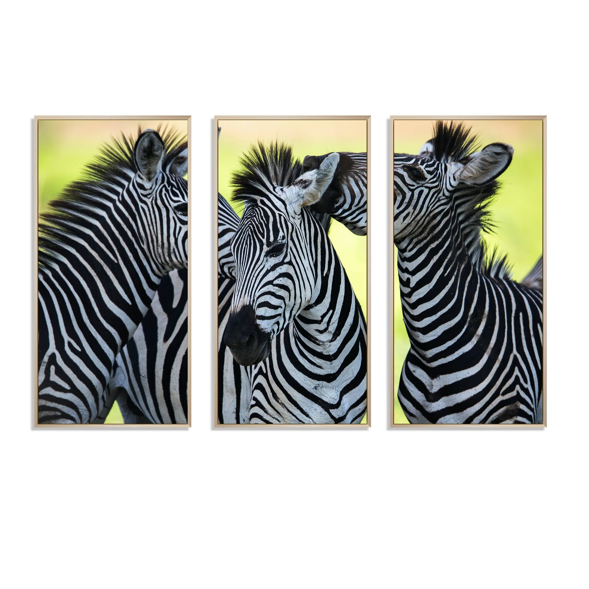 Designart "Zebras Socializing and Kissing" Animal Framed Canvas Wall