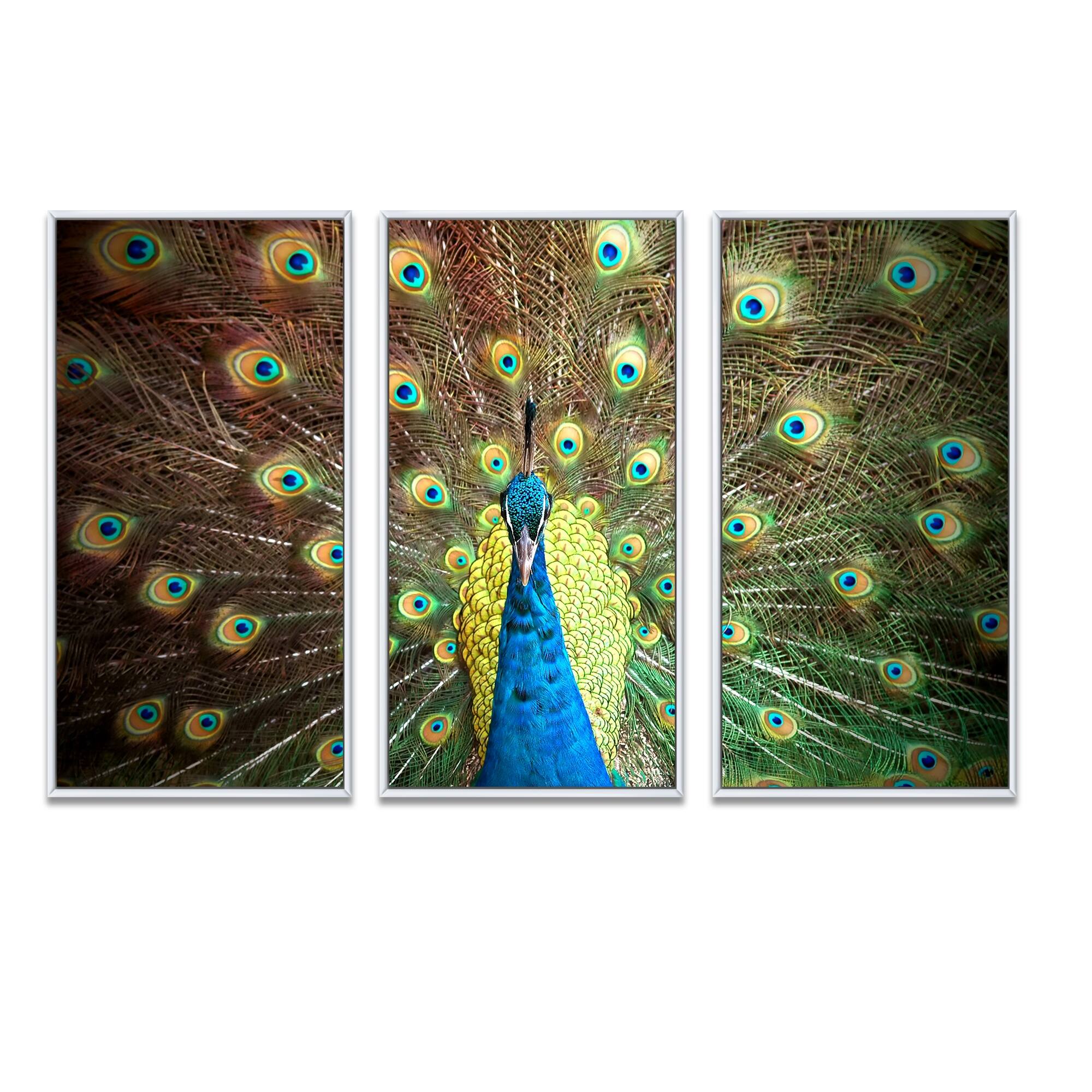 designart-colorful-portrait-of-peacock-animal-framed-art-prints-set