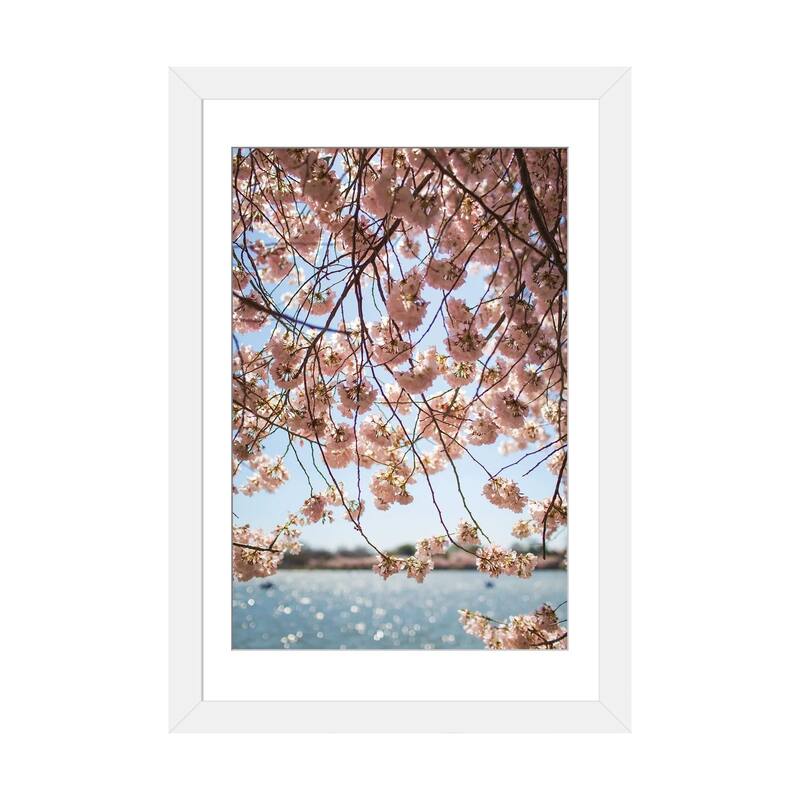iCanvas "Washington DC Cherry Blossoms II" by Ann Hudec PFA - White - 24x16x1