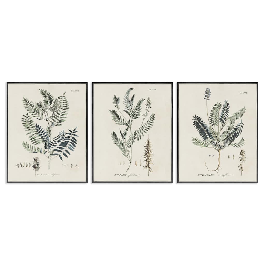 Stupell Green Botanical Latin Study Vintage Herb Motif Diagram Framed Wall Art - Beige