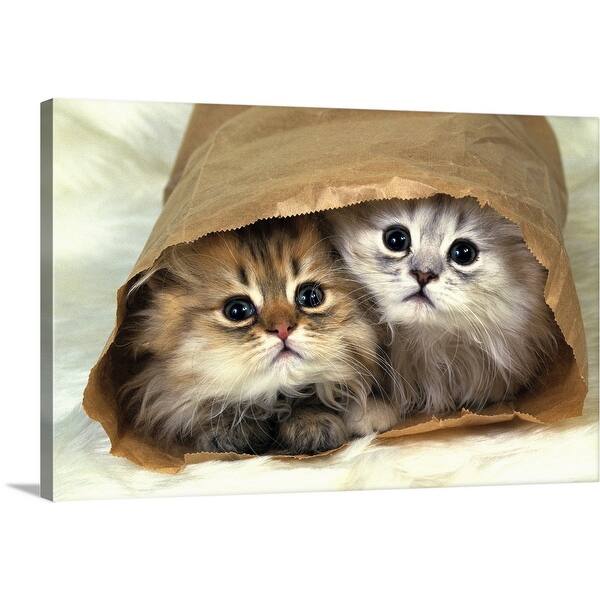 Shop Two Persian Cats In A Little Paper Bag Looking At Camera High Angle View Canvas Wall Art Overstock 16284968