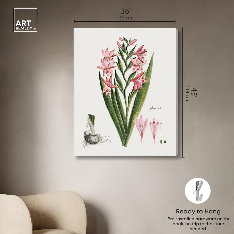 Gladiolus Carneus Canvas by Art Remedy, Gallery Wrapped