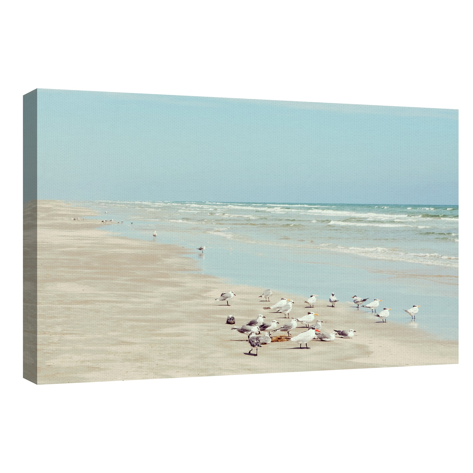 Padre Island Shore Birds by Danita Delimont Canvas Art Print