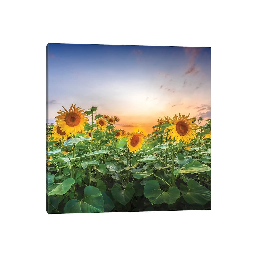 iCanvas "Sunflowers - Lovely Evening Mood" by Melanie Viola Canvas Print