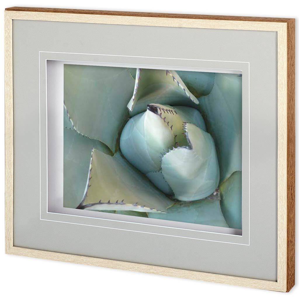 Agave Detail III Framed Art Print