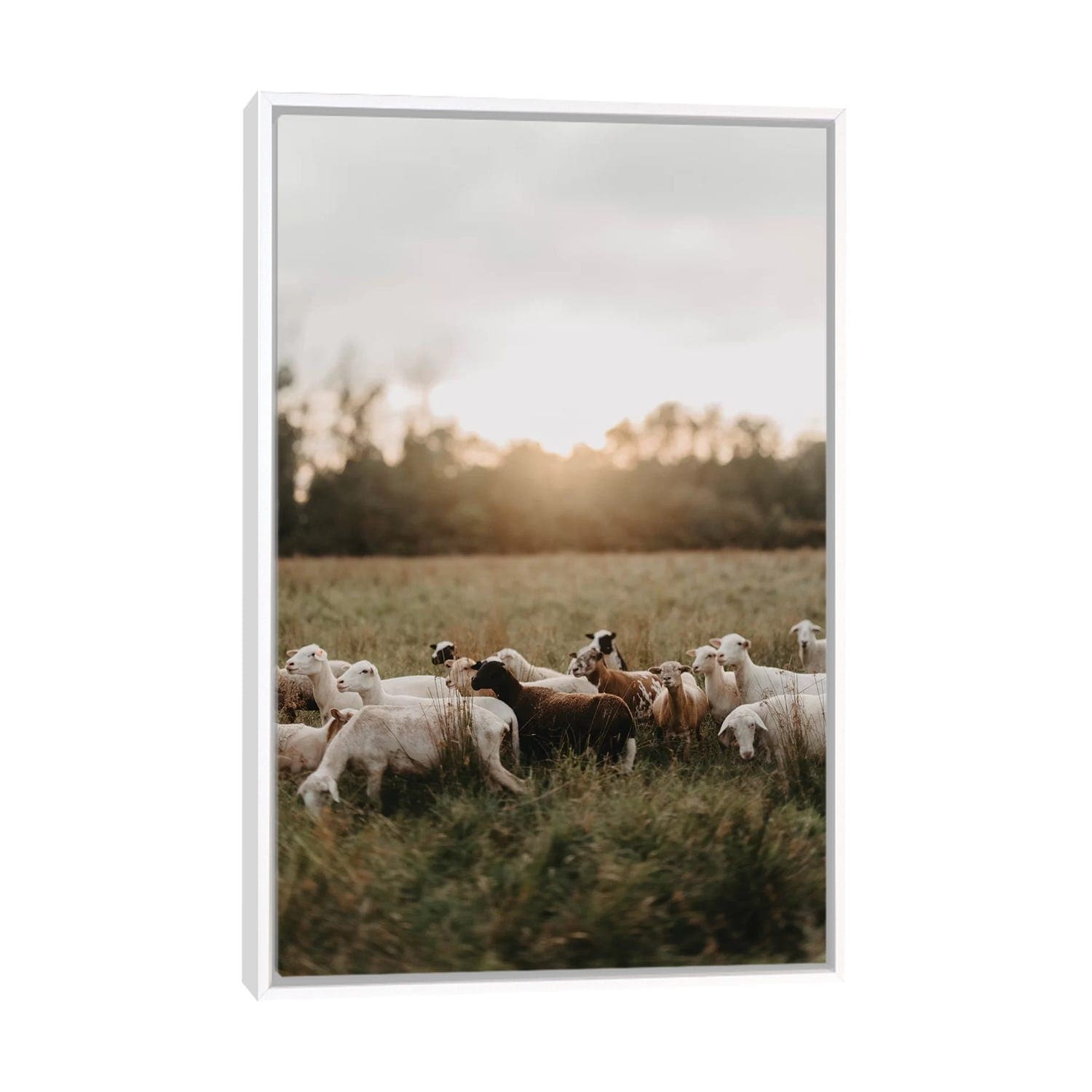 iCanvas Herd At Sunset" by Chelsea Victoria Framed - Bed Bath & Beyond - 37086080