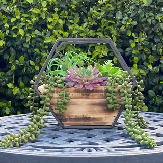 bloomed snake plant Snake Plant (8 inch)