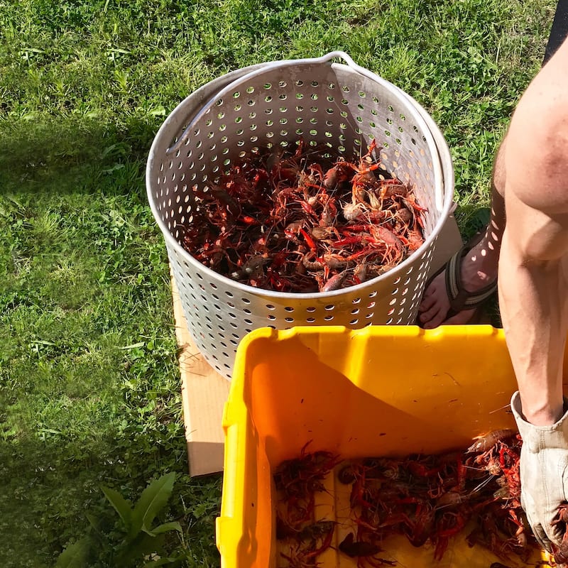 Creole Feast 80 QT Seafood Boiling Kit with Strainer,Black&Sliver