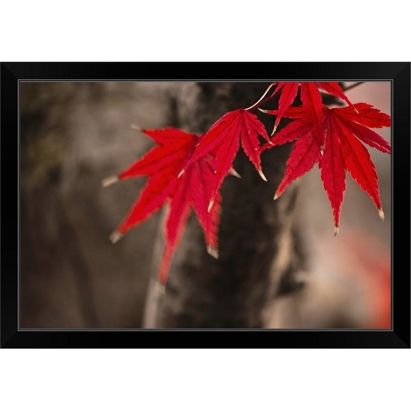 "Maple tree" Black Framed Print