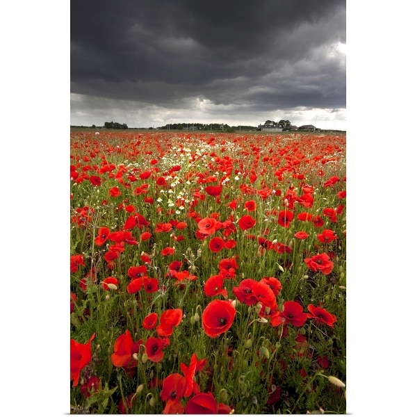 "Poppy field with stormy sky in background." Poster Print