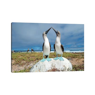 iCanvas "Blue-Footed Booby Pair Courting, Santa Cruz Island, Galapagos Islands, Ecuador" by Tui De Roy Canvas Print