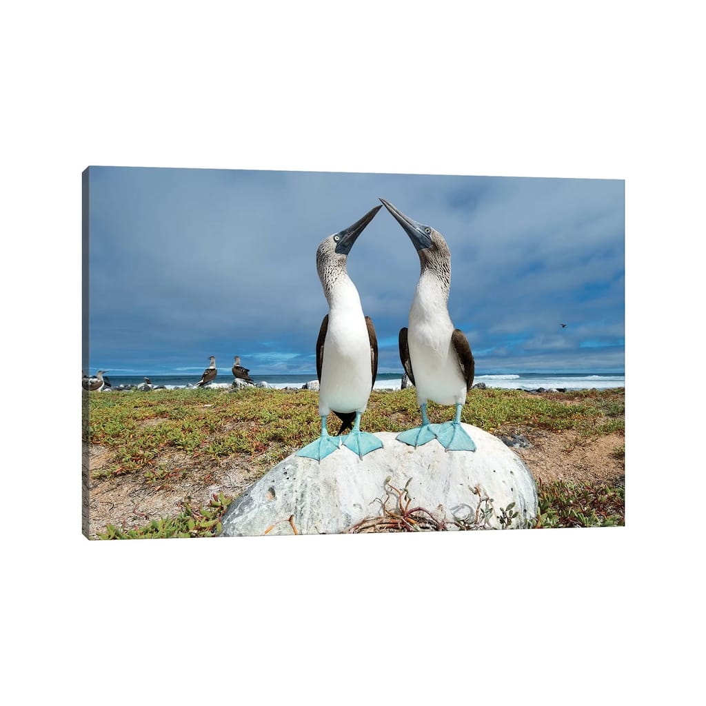 iCanvas "Blue-Footed Booby Pair Courting, Santa Cruz Island, Galapagos Islands, Ecuador" by Tui De Roy Canvas Print