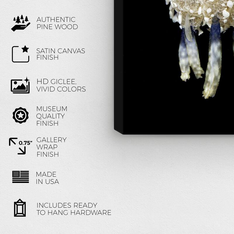 Wynwood Studio Canvas Animals David Fleetham - Jellyfish Black and Tan Nautical & Coastal Wall Art Canvas Print - Black, Brown