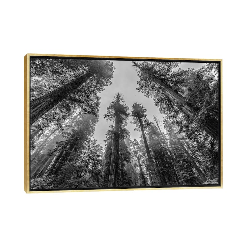 iCanvas "Sequoia Tree Forest Sky Black and White" by Nature Magick Framed Canvas Print - Gold - 32x48