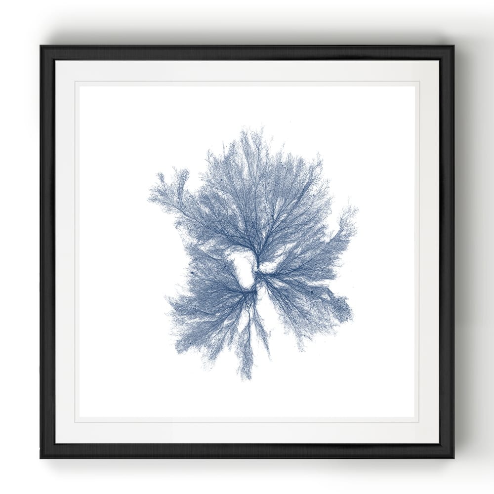 Navy Seaweed III -Black Framed Print