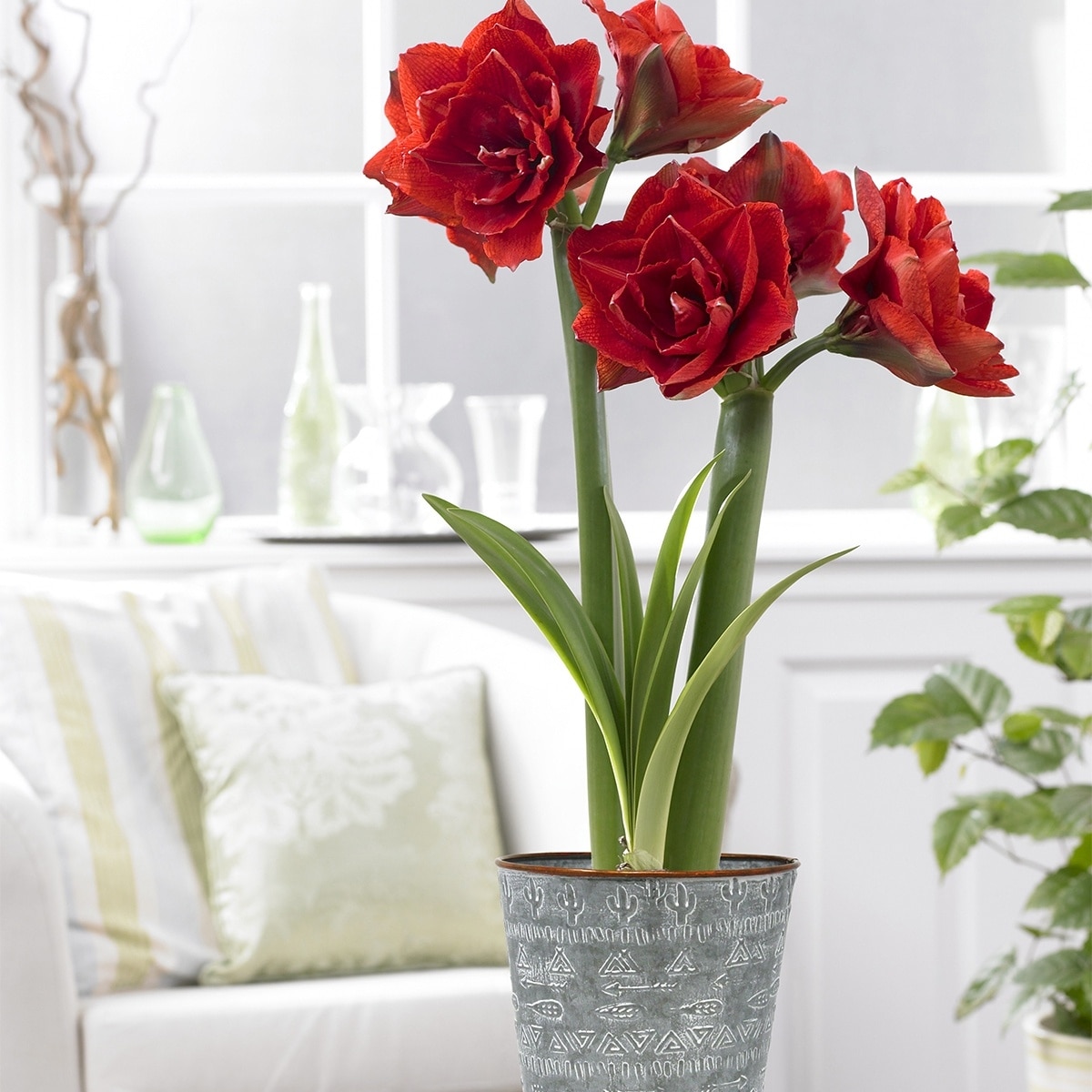 Van Zyverden Amaryllis Kit Cherry Nymph with Southwest Metal