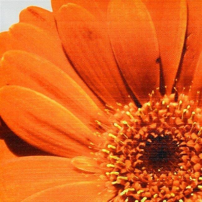 Bold Daisy Flower Throw Pillow