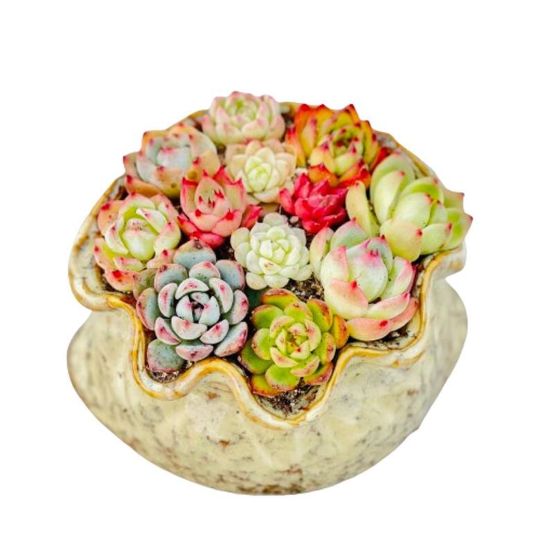 2''3'' Multicolor Succulent Plants in Pocket Shaped Flowerpot 3''×4.