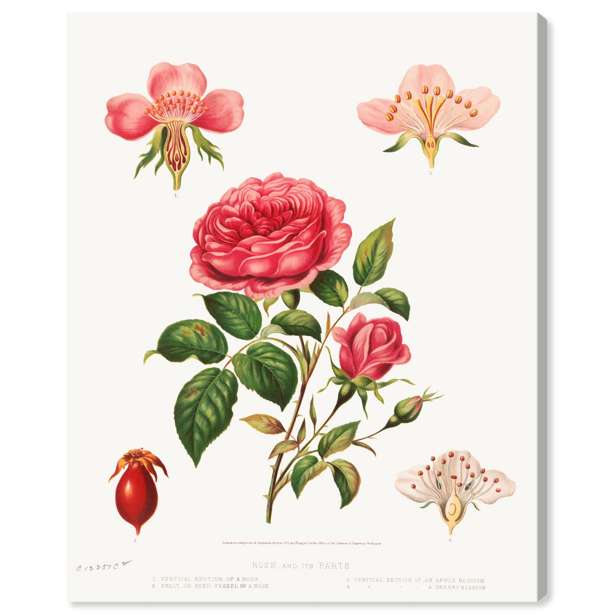 Rose and its parts (1872) Canvas by Art Remedy, Gallery Wrapped