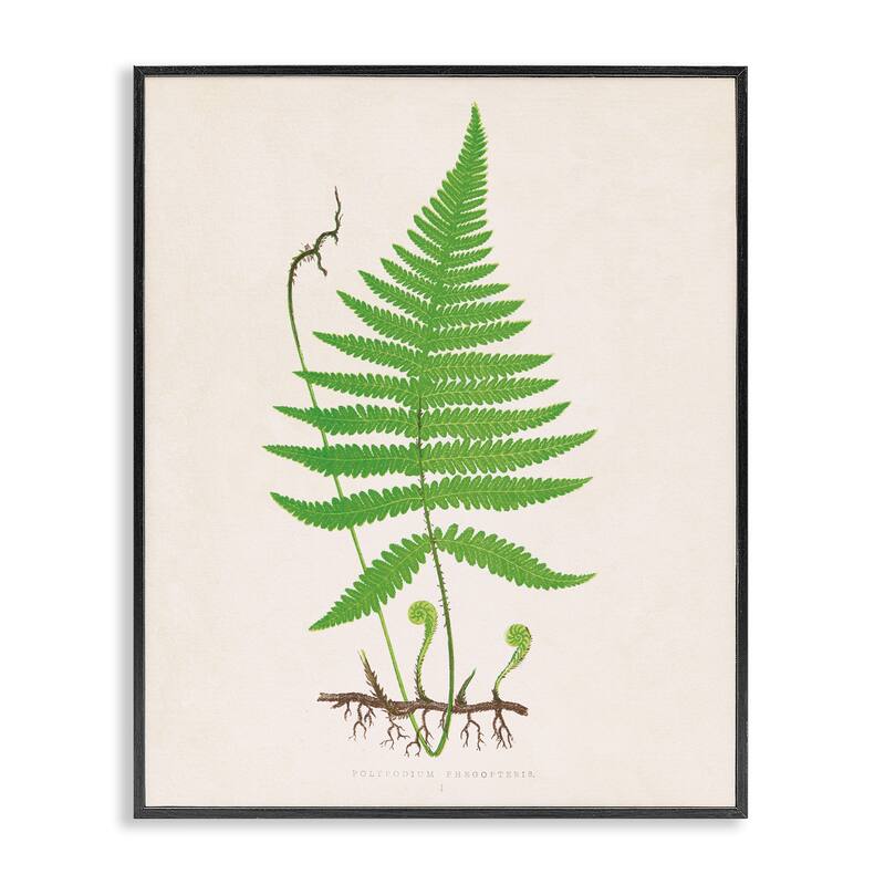 Stupell Curled Budding Fern Sprigs Framed Giclee Art Design By Phillipa Katz - 11 x 14 - Black
