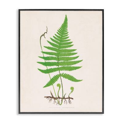 Stupell Curled Budding Fern Sprigs Framed Giclee Art Design By Phillipa Katz