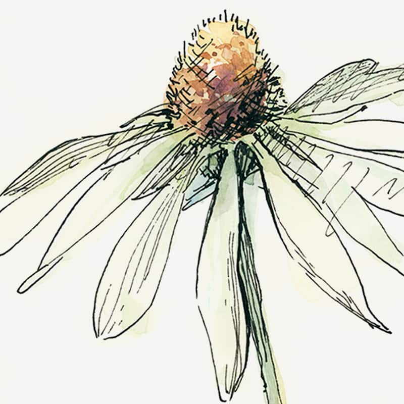 Echinacea II Framed Art Print
