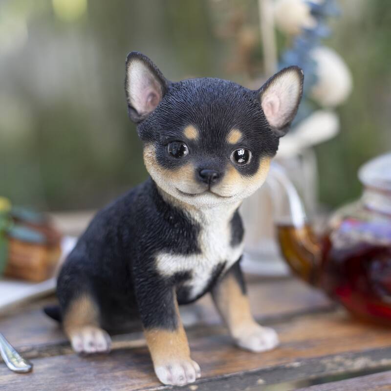 SoReal Black Chihuahua