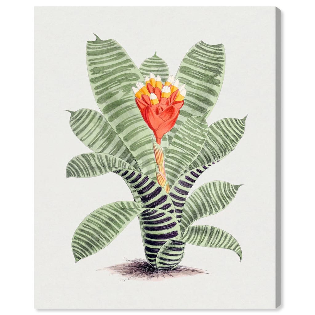 Tillandsia Musaica Plant Canvas by Art Remedy, Gallery Wrapped