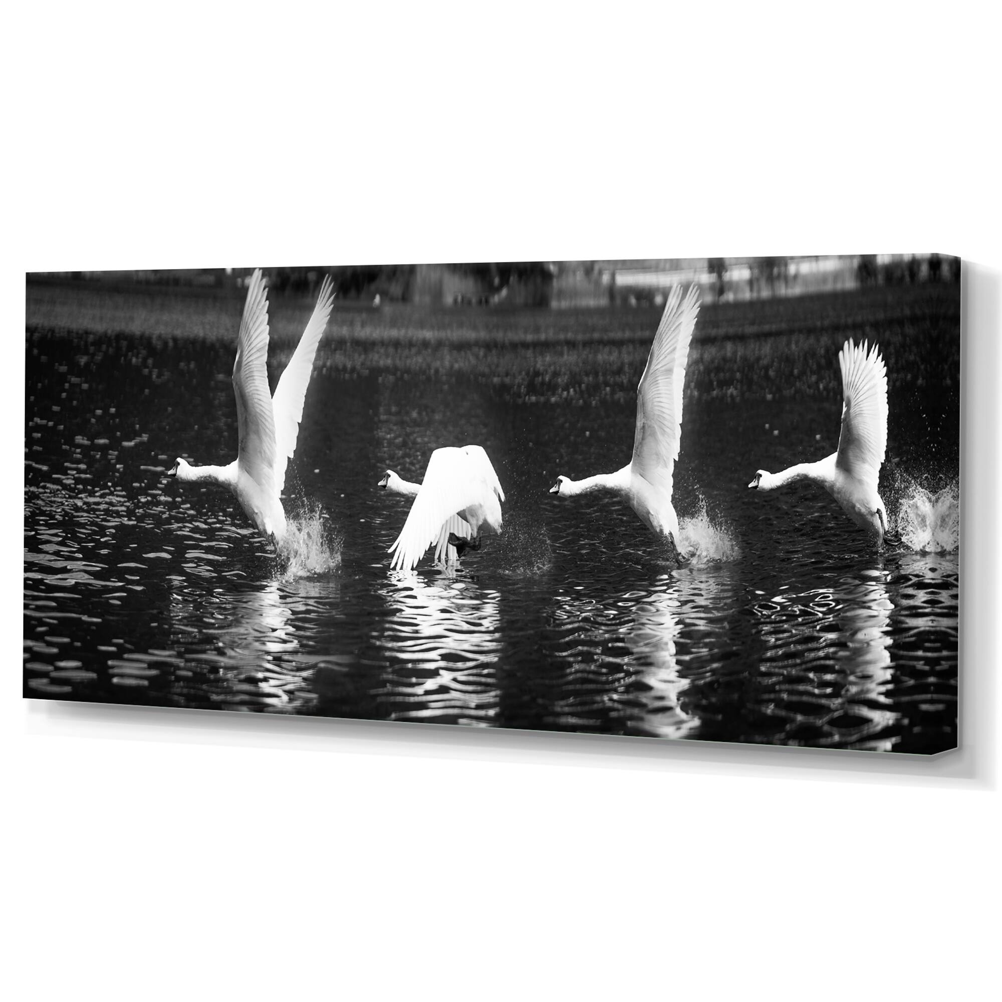Designart "Black And White Photography Of Swan" Animals Canvas artwork