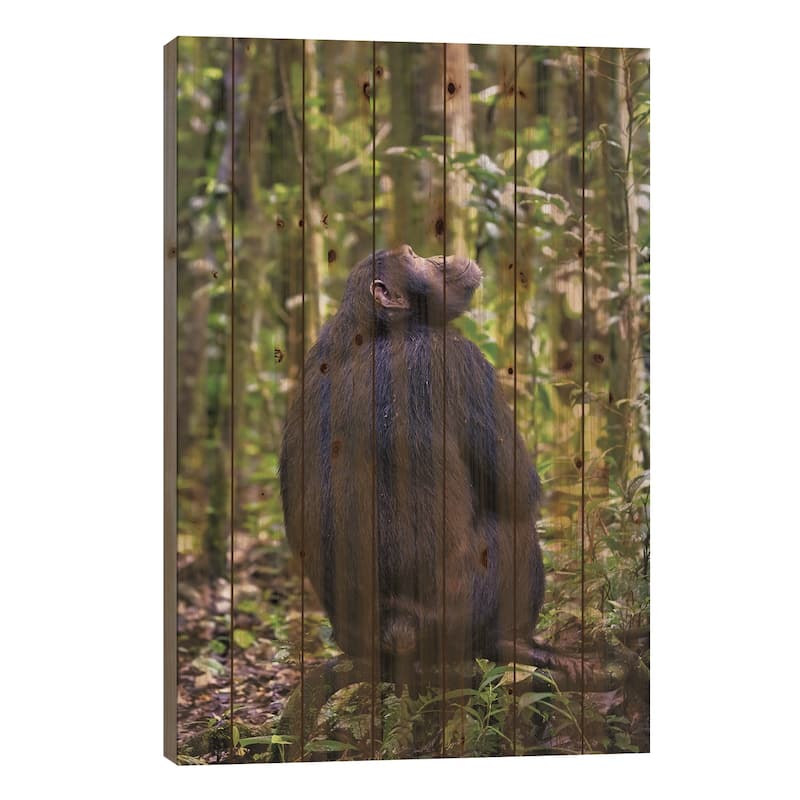 Chimp In Kibale Forest, Uganda Print On Wood by Jane Rix - Multi-Color - 40x26x1.5