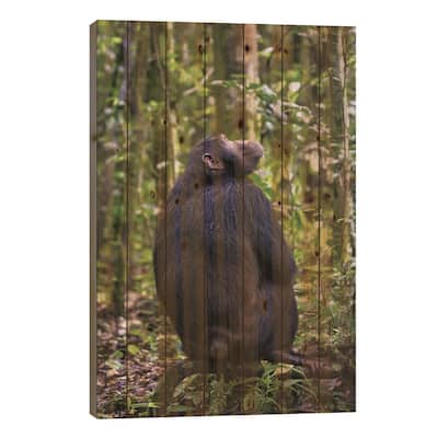 Chimp In Kibale Forest, Uganda Print On Wood by Jane Rix - Multi-Color