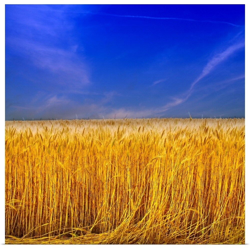 Golden Wheat Field Against Blue Sky Multi Color