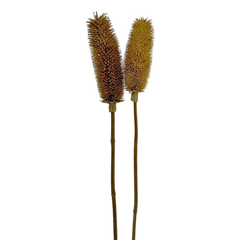 Bundle of 4 Dried Dipsacus Sativus, Teasel,20-24 inch long - 22-24 inch - Natural