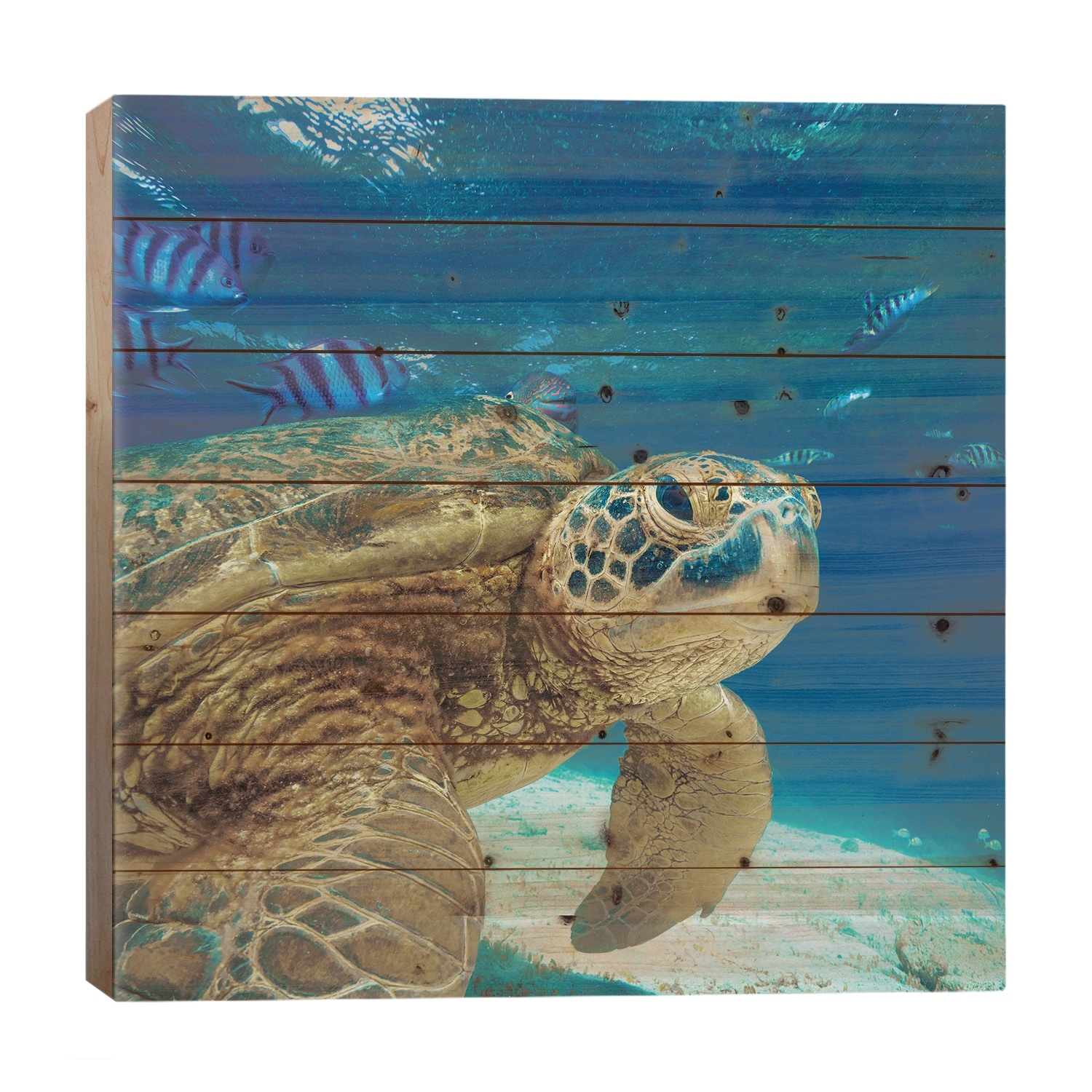 Green Sea Turtle, Balicasag Island, Philippines Print On Wood by Tim Fitzharris - Multi-Color